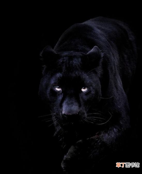 黑豹是什么品种 黑豹是猫科动物吗
