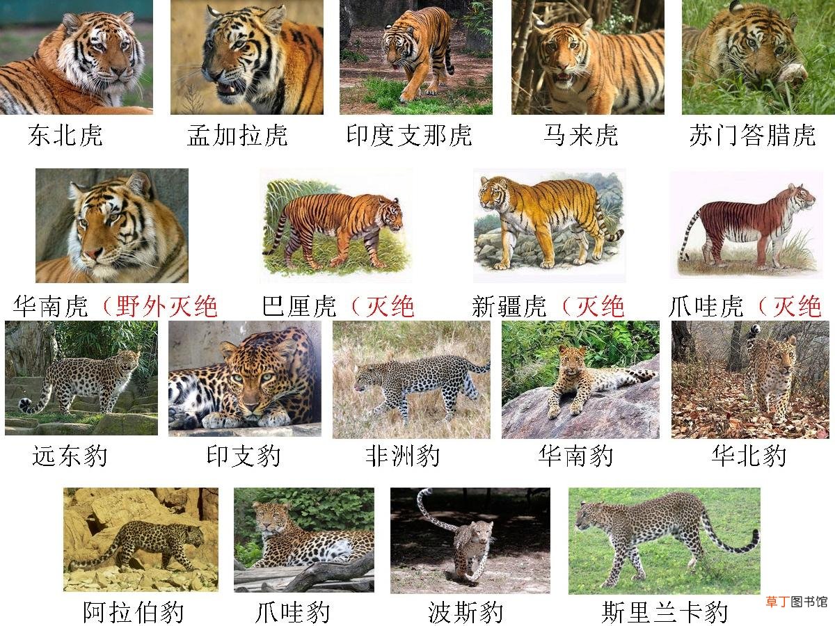 美洲虎美洲豹美洲狮的区别是什么，怎么分辨
