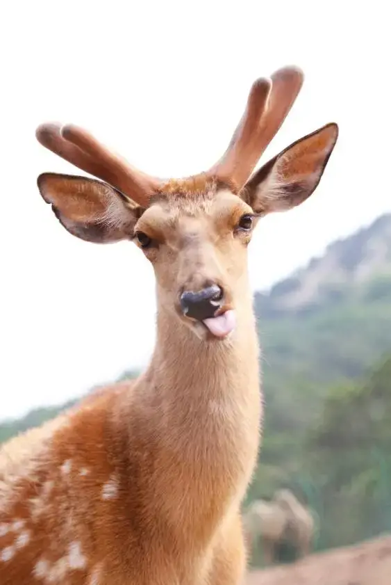 梅花鹿保护等级 梅花鹿是国家几级保护动物