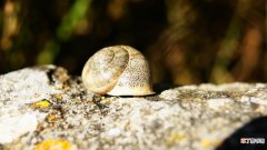 蜗牛死了和冬眠的不同表现 蜗牛死前征兆是什么