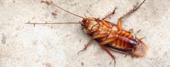蟑螂一般几月份消失 看见蟑螂可以直接踩死吗