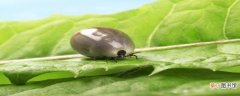 如何消灭螨虫的最有效方法 螨虫咬的包能自愈吗